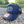 Goodspeed Flags Trucker Hat